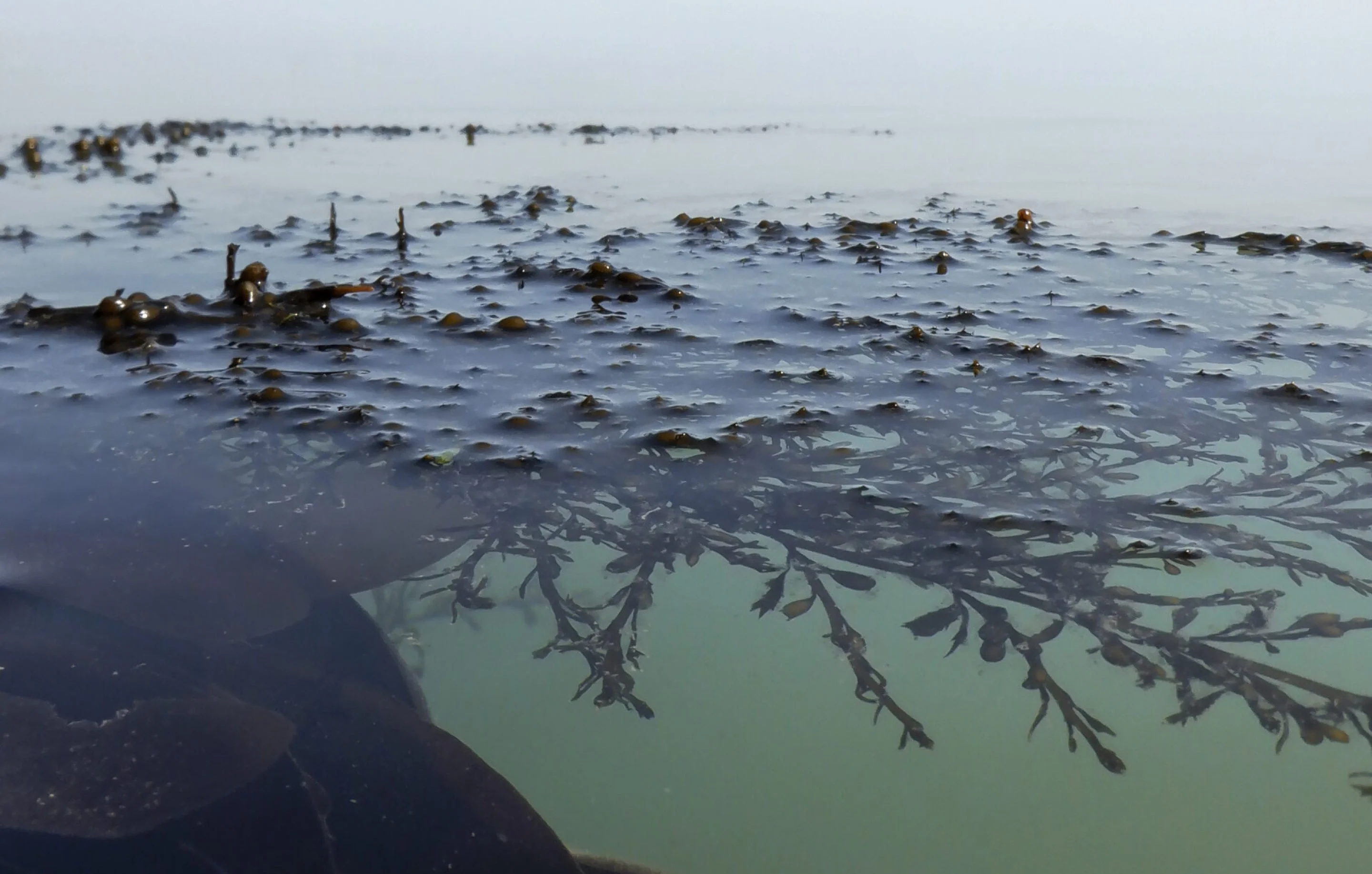Wild Fragrance From the Sea