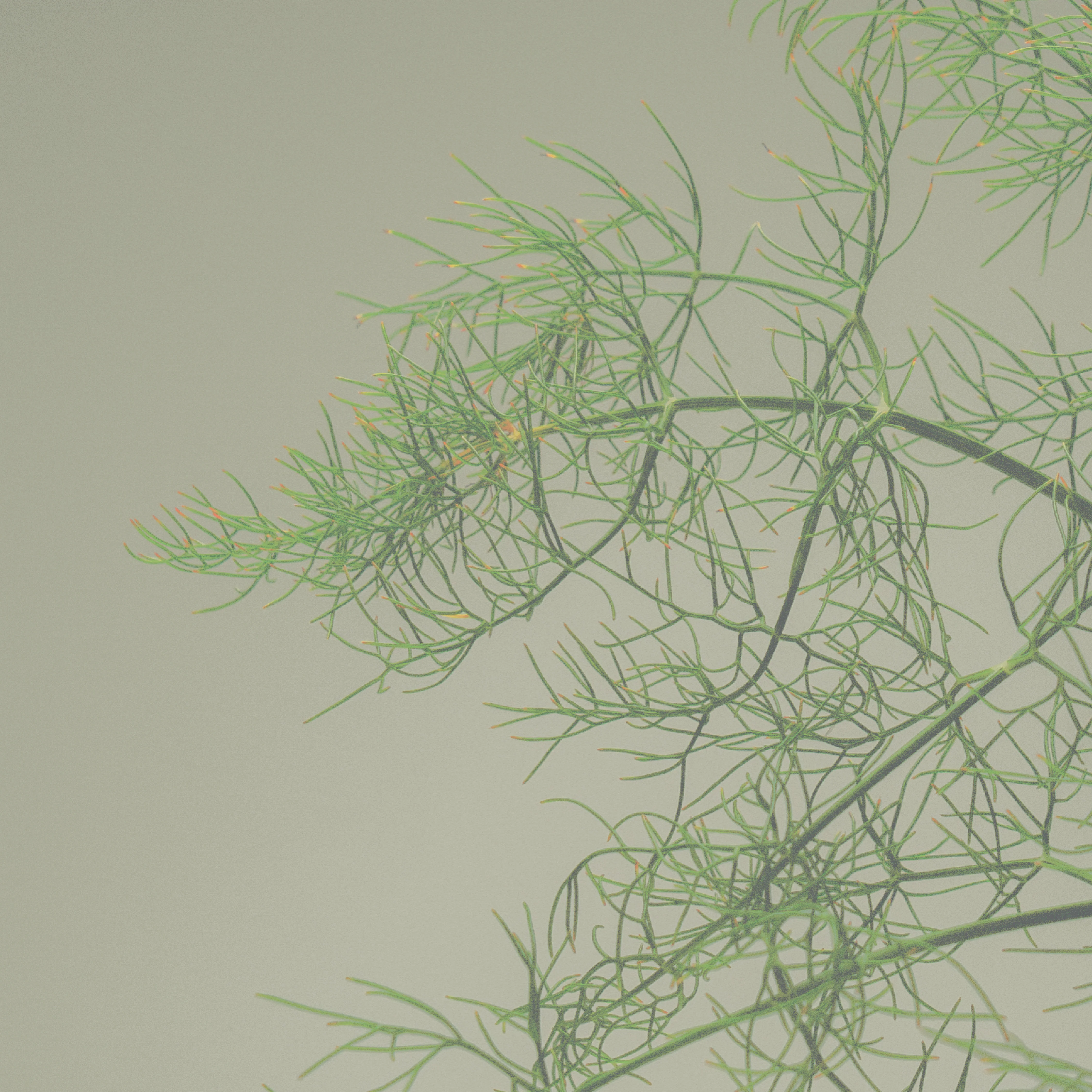 Bladderwrack + Pegwell Body Wash - Image 4