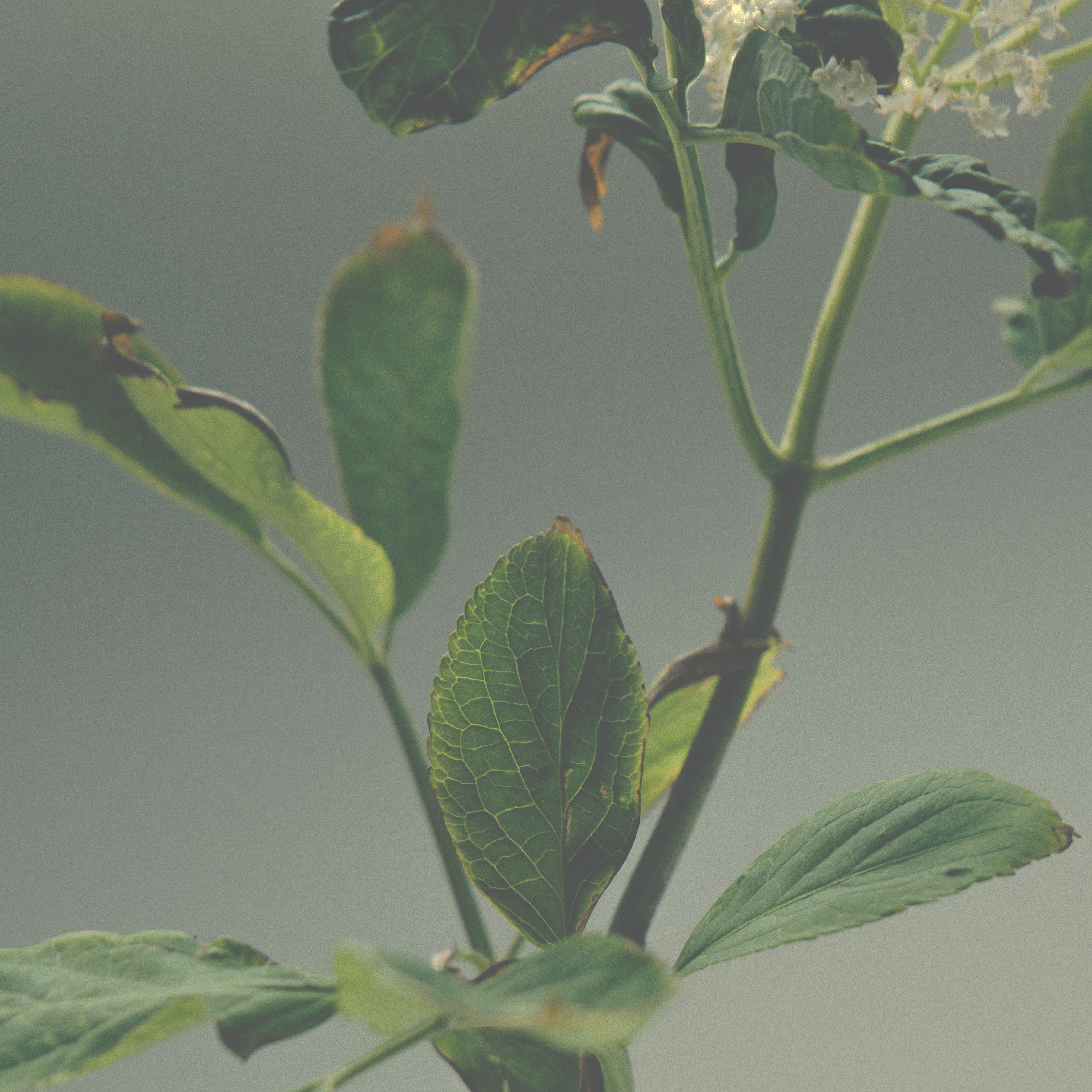 Richborough Parfum - Image 3